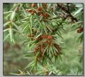 Juniperus oxycedrus